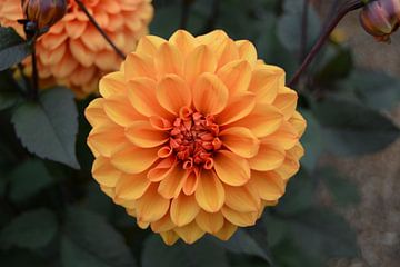 Chrysanthemum, Oranje van Patricia Leeman
