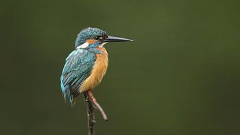 kingfisher