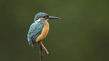 ijsvogel