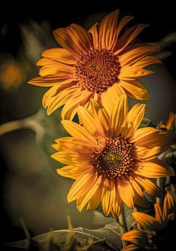 Die schönen goldenen Farben einer Sonnenblume von Robby's fotografie