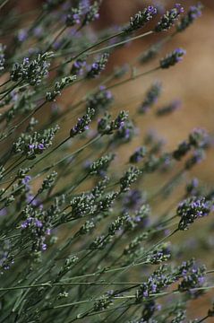 Lavender by Peter Broer