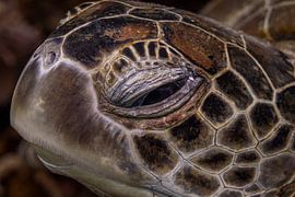 Meeresschildkröte @ Komodo, Indonesien von Travel Tips and Stories