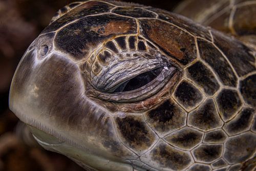 Zeeschildpad @ Komodo, indonesie