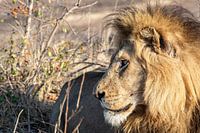 The lion