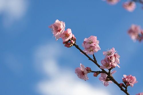 bloemen