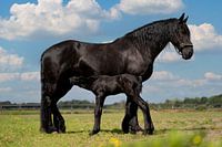 Friesian horse with foal