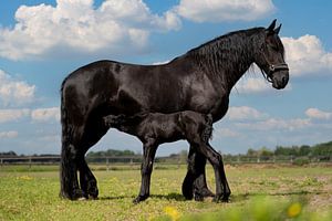 Friesisches Pferd mit Fohlen