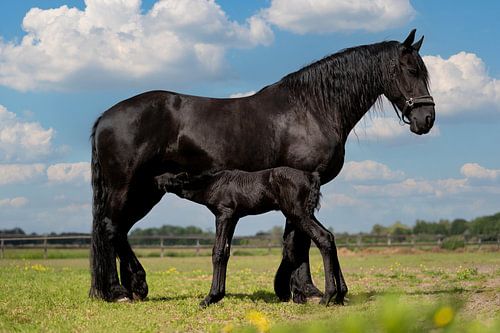 Friesian horse with foal