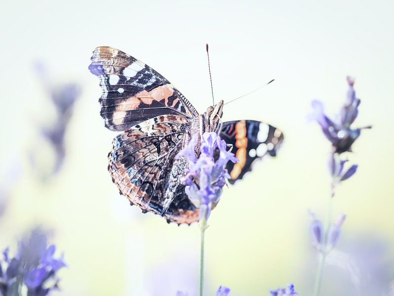 atlanta butterfly on lavender by natascha verbij