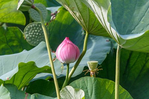 lotus