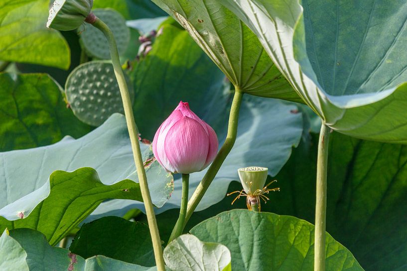 lotus by ton vogels
