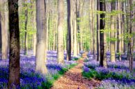 in this place... the world seems to be in peace...  by Els Fonteine thumbnail