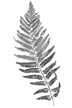 Monoprint Männlicher Farn