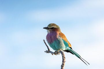 Vogel in de boom van Maarten Borsje