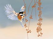 Zomer vogel van Studio Carper thumbnail