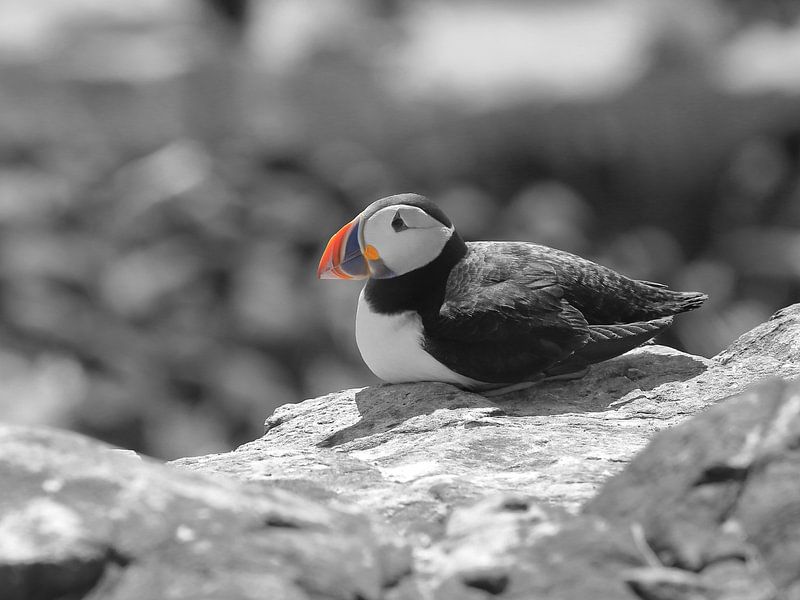 Puffin / Papagaaiduiker   von Peter Sonneveld