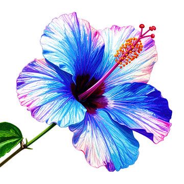 Schilderachtige hibiscusbloem uit serie A 02A van AidasignArt