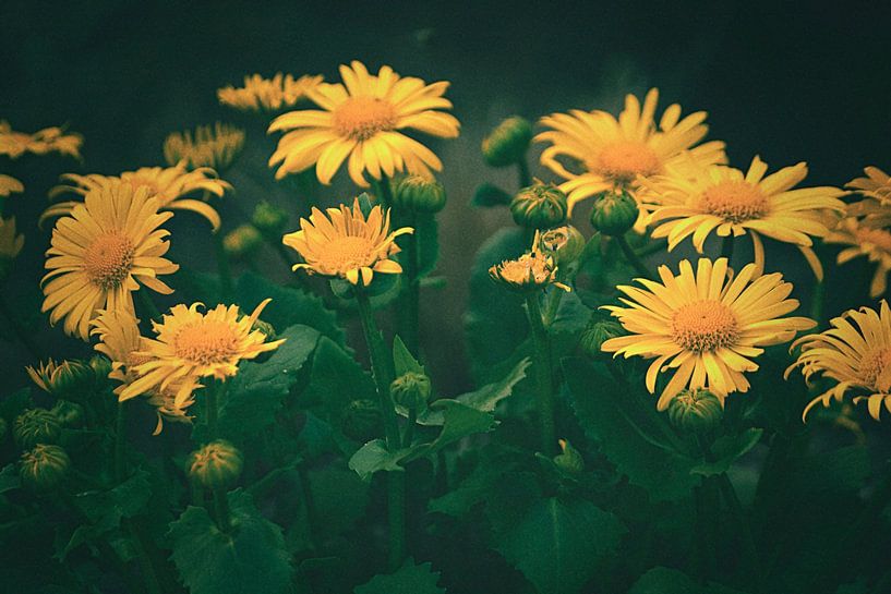 A yellow trip - Eine gelbe Reise von Nicole Frischlich