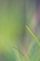Gras