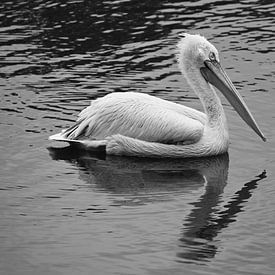 Ein ruhiger Pelikan auf dem Wasser in Schwarz-Weiß. von Jose Lok