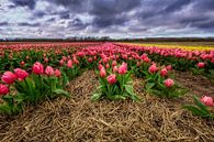 Hollands tulpen landschap von Dennisart Fotografie Miniaturansicht