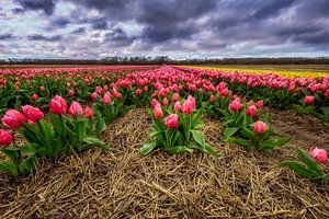 Hollands tulpen landschap sur Dennisart Fotografie