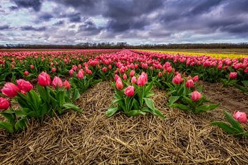 Hollands tulpen landschap van Dennisart Fotografie