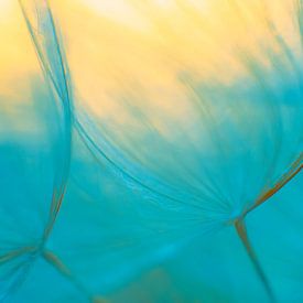 Colourful image of the fluff of the Yellow Morning Star. by Ellen Driesse