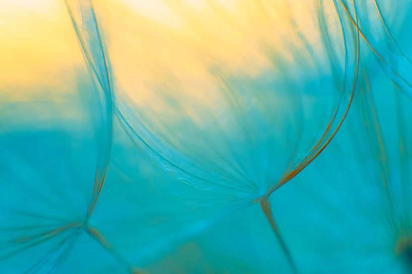 Colourful image of the fluff of the Yellow Morning Star. by Ellen Driesse