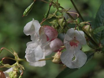 Strauß orchideenartiger Blumen von Annie Lausberg-Pater