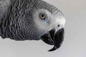 Grey red-tailed parrot