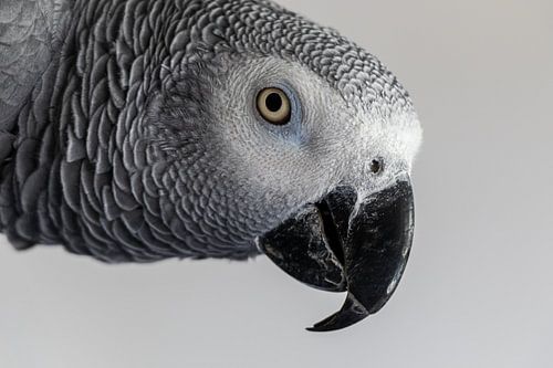 Grijze roodstaart papegaai