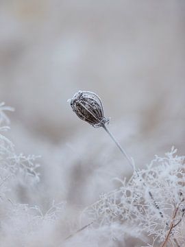 Frozen seed box by Jibbe Vloedgraven