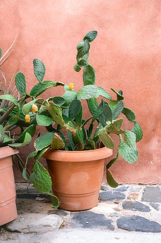 Cactus Grèce