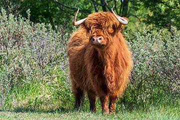 Schotse hooglanders als grote grazers in Nederland van Merijn Loch