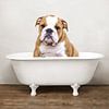 Bulldog In Bathtub - Funny Dogs Bathroom Humor by Diana van Tankeren