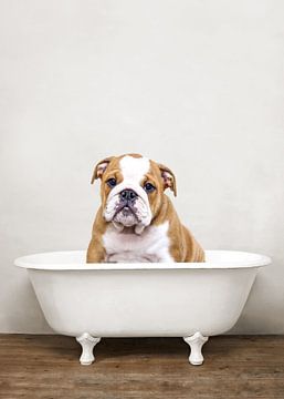 Bulldogge in der Badewanne - Hunde-Badehumor