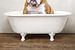 Bulldogge in der Badewanne - Hunde-Badehumor von Diana van Tankeren