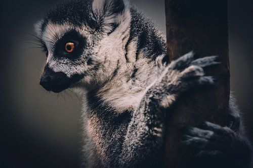Lemur Monkey