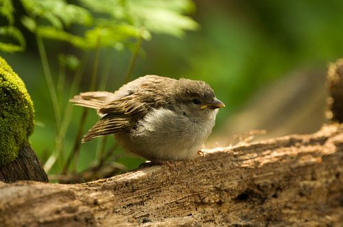 jonge mus von Ton van Weenen