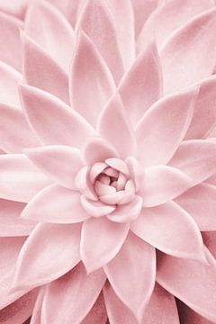 Roze vetplant van Kathrin Pienaar