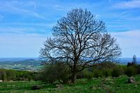 Grote boom