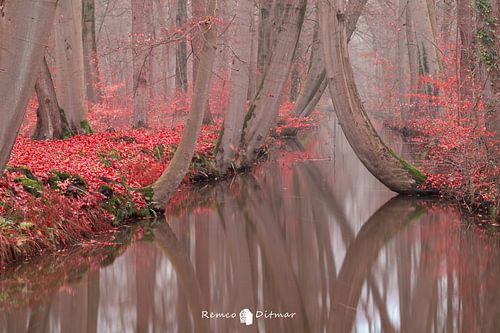 Betoverende Herfstpracht: De Rode Magie van de Oelerbeek in Twickel