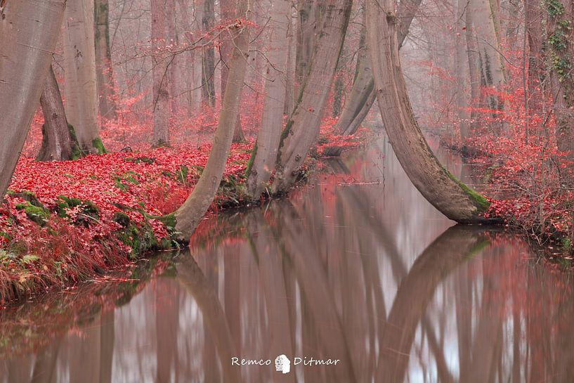 Bezaubernde Herbstpracht: Der rote Zauber der Oelerbeek in Twickel von Remco Ditmar