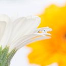 Waterdruppel op wit bloemblad van Jenco van Zalk thumbnail
