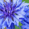 Blaue Kornblumenblüte vor grünem Hintergrund von Reiner Conrad