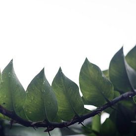 Hochglanzfolie von Arief Wiyandono