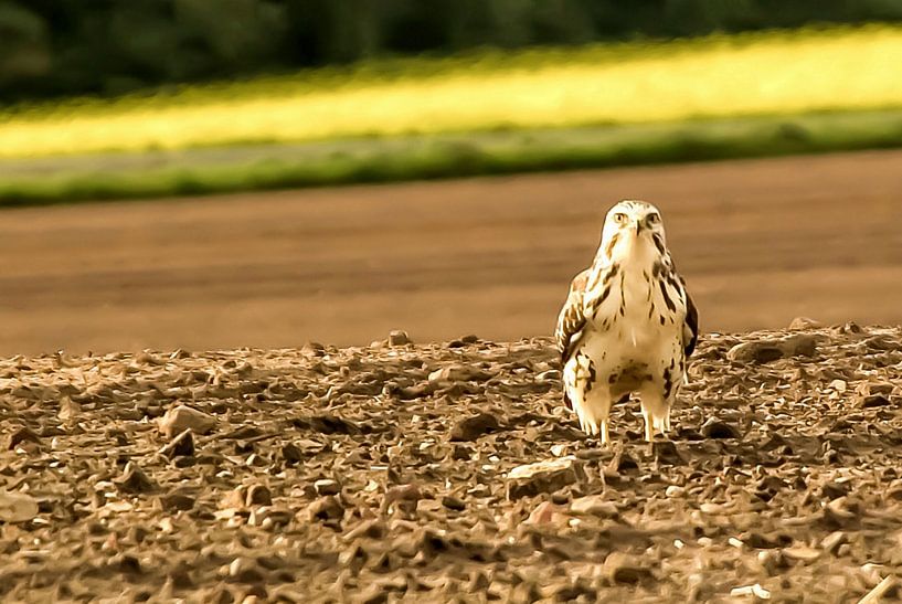 Bussard #1 von Norbert Sülzner