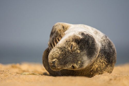 Seal