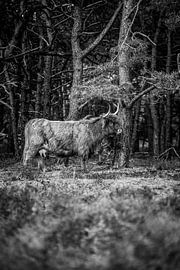 Scottish Highlander, Wezepsche Heide by S van Wezep